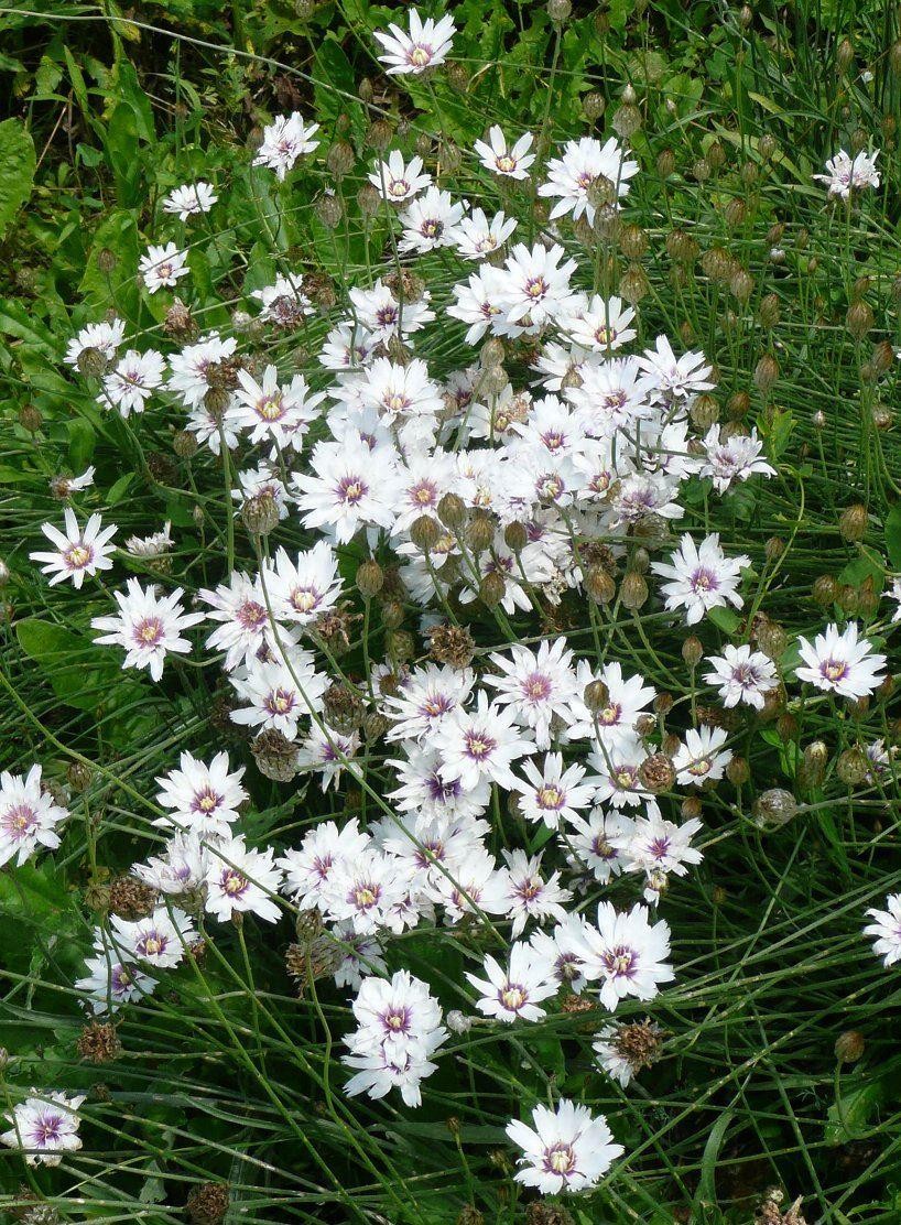Catananche caerulea 'Alba'